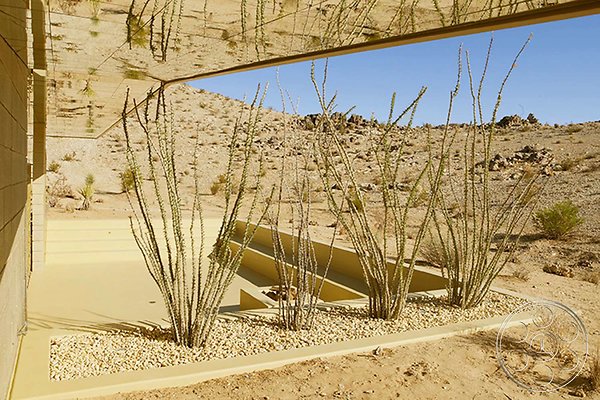 joshua-tree-1-11