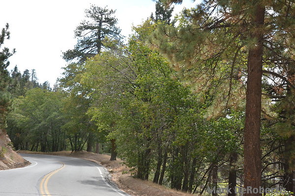 MDR 5092 - These Oak Trees Will Lose Their Leaves