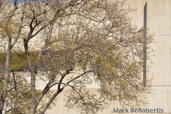 MDR 1906 - Leaves Coming