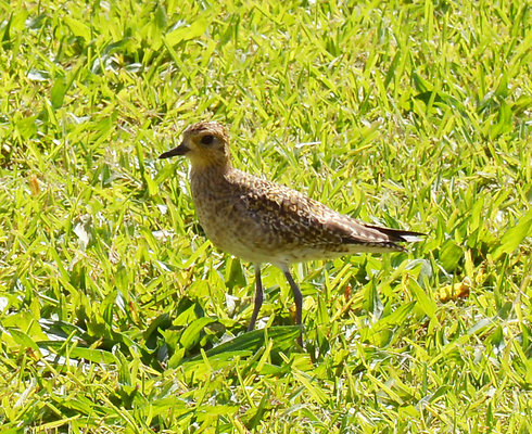MDR 033 - Pacific Golden Plover  -->Flew All The Way, Non Stop From Alaska