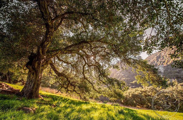 topanga-retreat-26 topanga-retreat-26