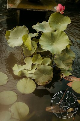 topanga-retreat-40 topanga-retreat-40