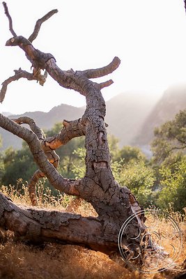 topanga-retreat-24 topanga-retreat-24