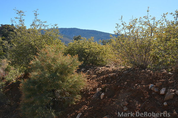 MDR 7118 - 11am MDR 7118 - 11am