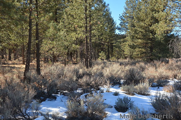 MDR 7196 - 35mm MDR 7196 - 35mm