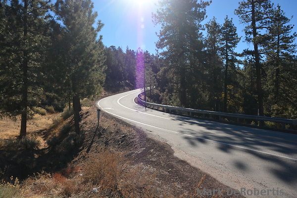 MDR 6981 x MDR 6981 x