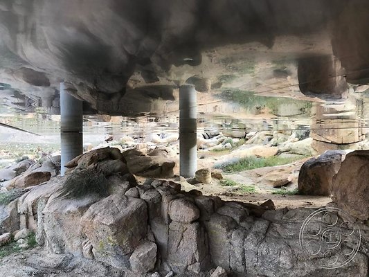 joshua-tree-9 image 13