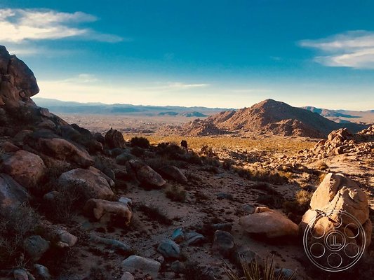 joshua-tree-9 image 24