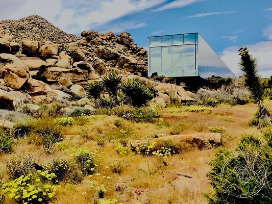 joshua-tree-9 image 19