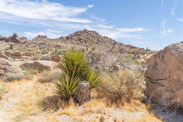 joshua-tree-9 image 44
