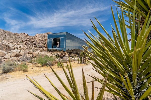 joshua-tree-9 image 7