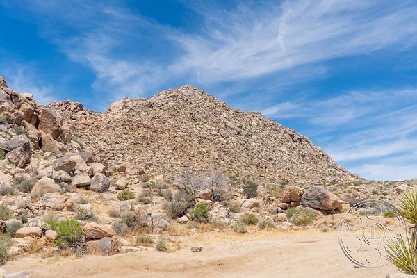 joshua-tree-9 image 16