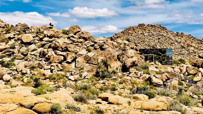 joshua-tree-9 image 17