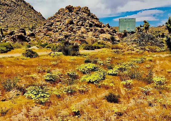 joshua-tree-9 image 18