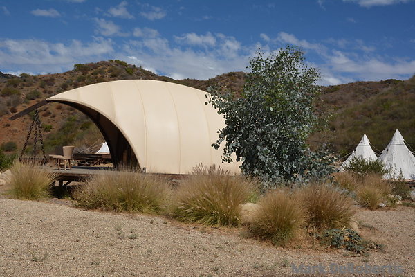 MDR 3341 - Owner Will Cut This Tree Down