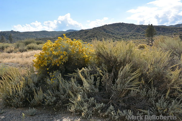 MDR 4437 - 35mm MDR 4437 - 35mm