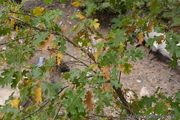 MDR 5304 - Oaks Turning MDR 5304 - Oaks Turning