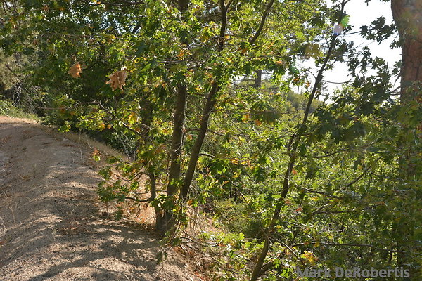 MDR 5468 - 5pm MDR 5468 - 5pm