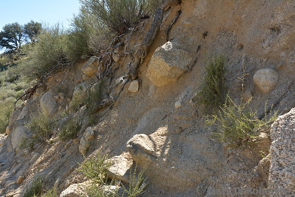 MDR 6814 - 120pm MDR 6814 - 120pm