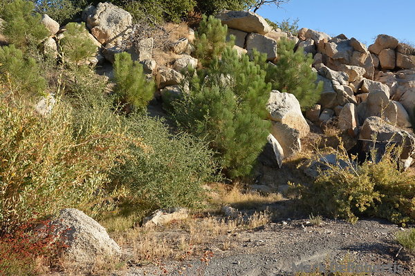 MDR 7682 - 35mm MDR 7682 - 35mm