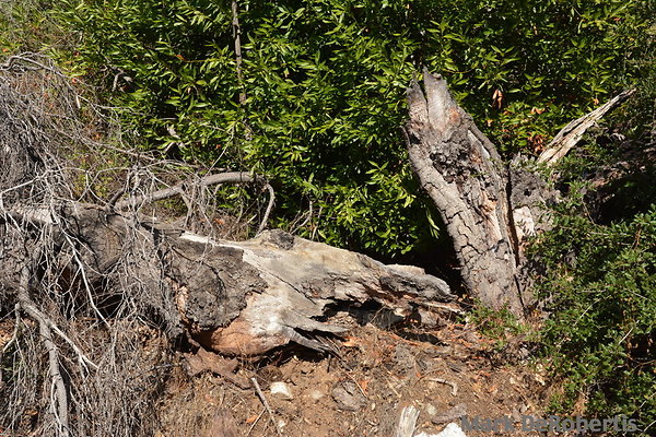 MDR 8872 - Bee Hive In Log!