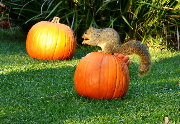 2025  035B 2025  035B