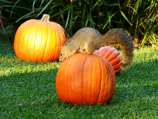 2025  035A 2025  035A