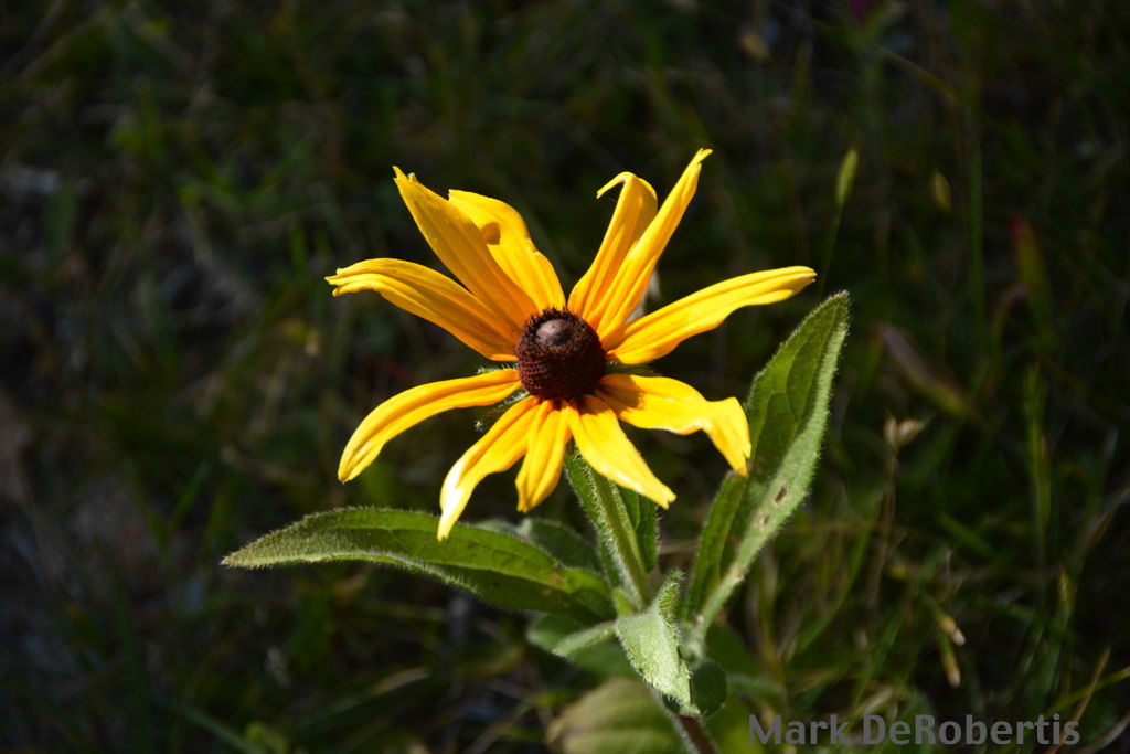 06 GVR Calvary Basecamp